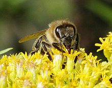 A honey bee on calyx of goldenrod