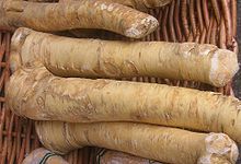 Sections of roots of the horseradish plant