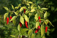 Thai pepper, similar in variety to the African birdseye,